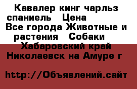 Кавалер кинг чарльз спаниель › Цена ­ 40 000 - Все города Животные и растения » Собаки   . Хабаровский край,Николаевск-на-Амуре г.